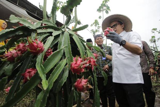 Kembangkan Buah Lokal...