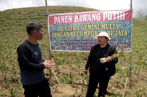 Tanam Bawang Putih dengan...