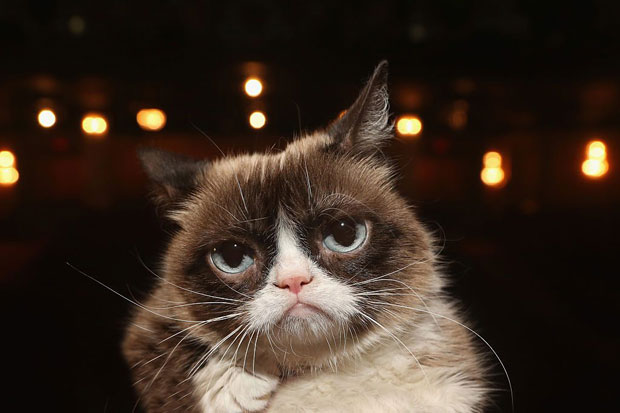 Grumpy Cat Si Kucing...