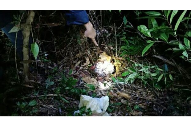 Cari Harimau Pemangsa...