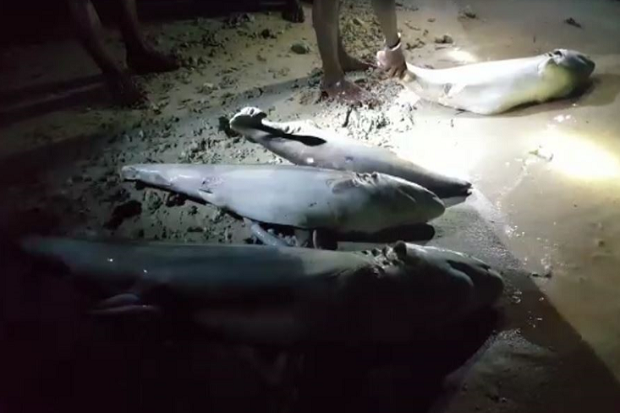 Sejumlah Bangkai Hiu...