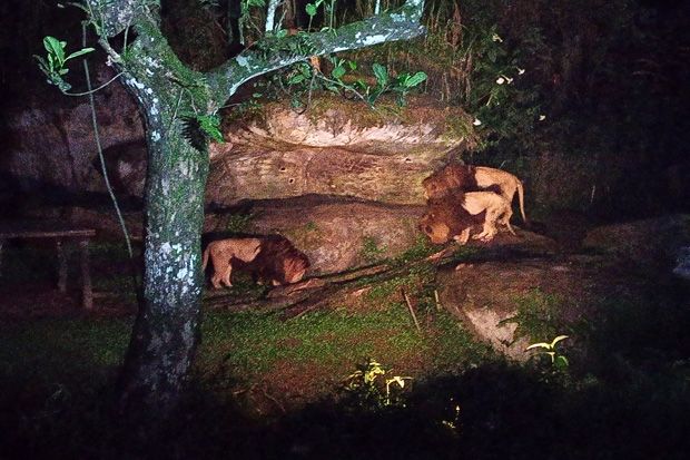 Safari Malam Spesial...