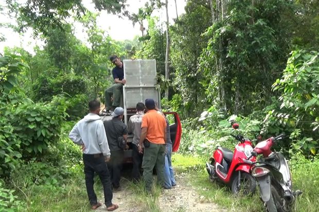 Kena Perangkap Babi,...