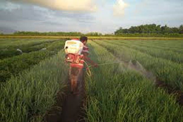 Ingin Tanaman Cepat...