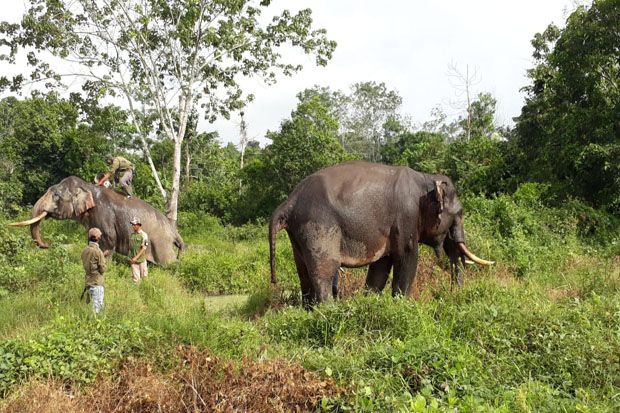 2 Ekor Gajah Latih Kelelahan...