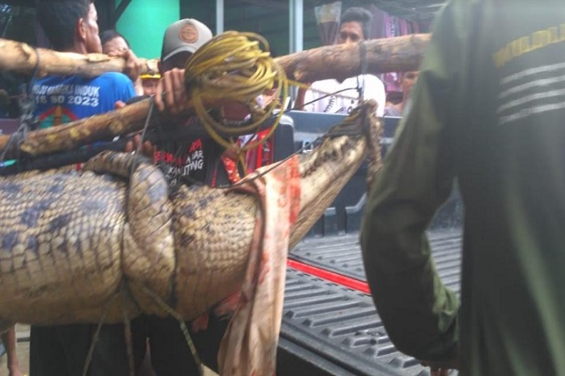 Resahkan Warga, Buaya...
