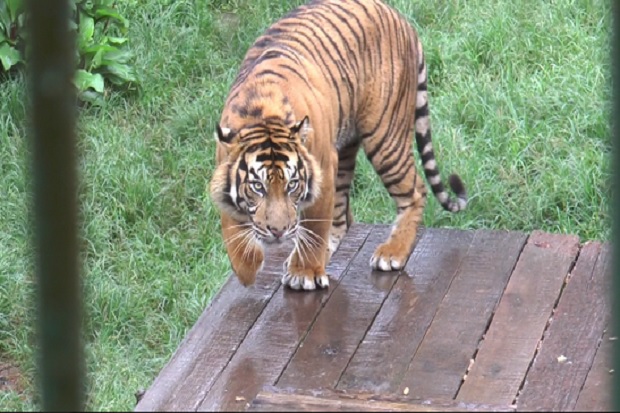 Kisah Si Bancah Harimau...