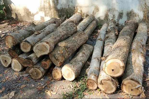 Kepergok Tebang Kayu...