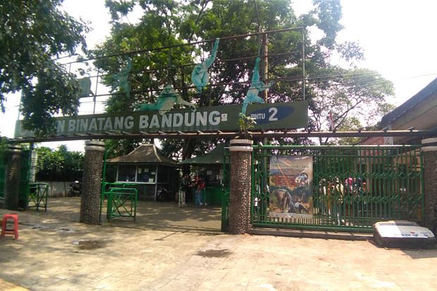 Macan Kumbang yang Dirawat...