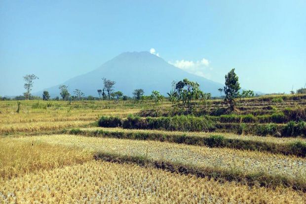 Kemarau Datang, Kementan...