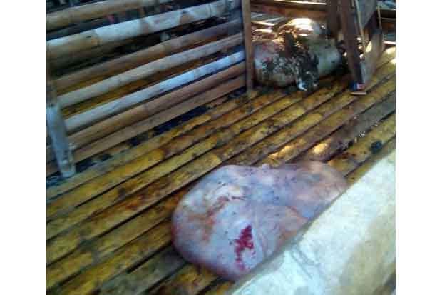 Potong Kambing di Kandang,...