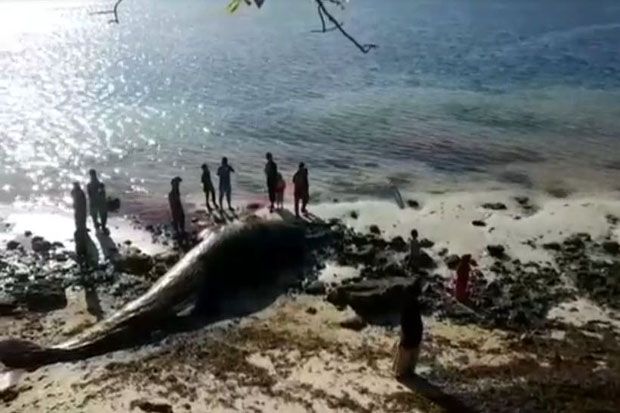 Bangkai Ikan Paus 9...