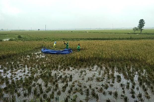 Lindungi Petani dari...