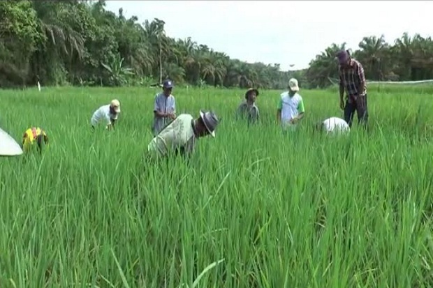 Sawah di Merangin Jambi...