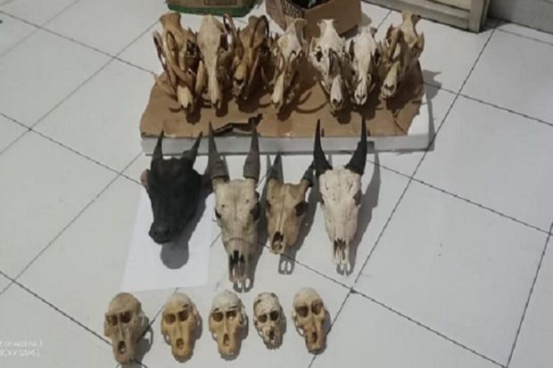 Penjual Tengkorak Satwa...