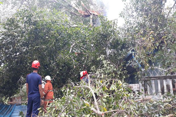 Pohon Berusia Ratusan...
