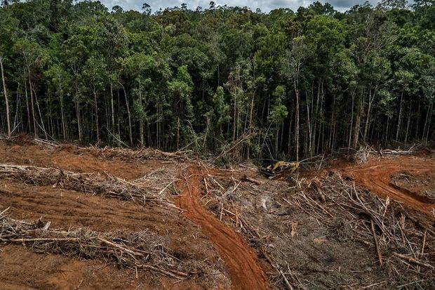 Pembukaan Lahan Hutan...