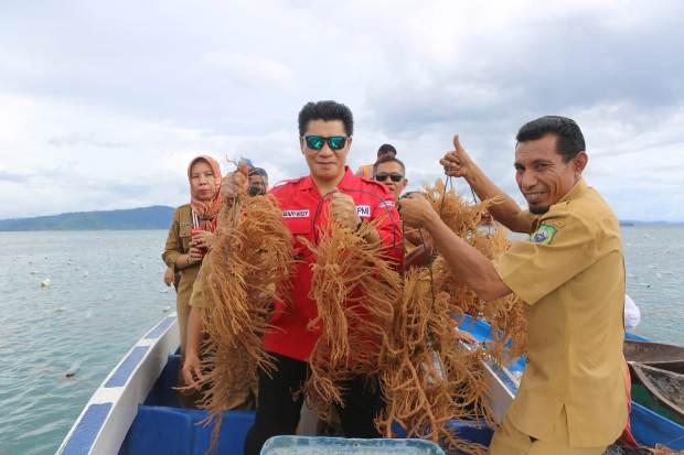 Hasil Rumput Laut Halbar...