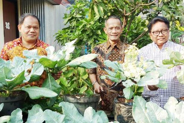 Kementan Bangun Obor...