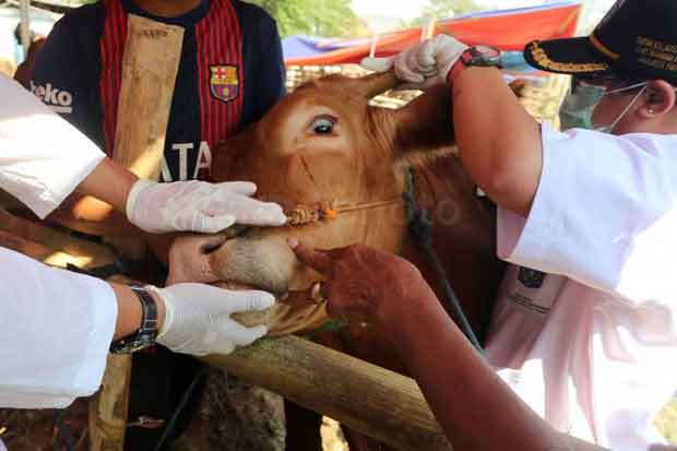 Cek Kesehatan Hewan...