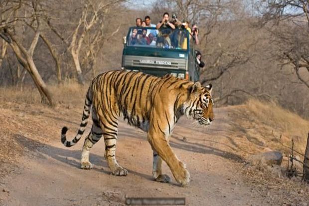 Populasi Harimau di...