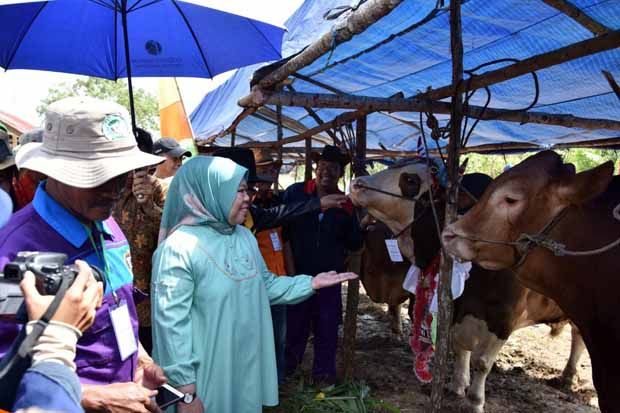 Bupati Kobar Resmikan...