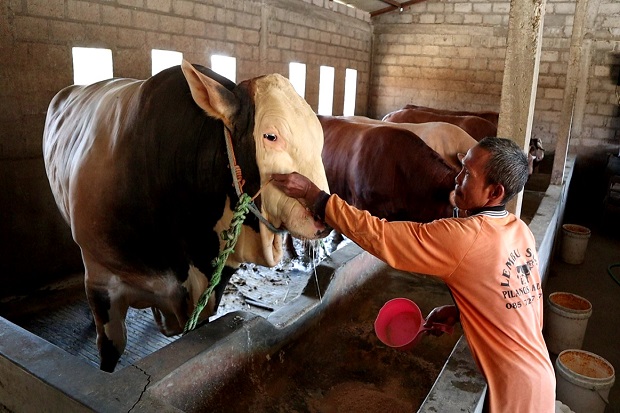 2 Sapi Kurban Presiden...