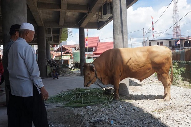 Presiden Jokowi Kurban...