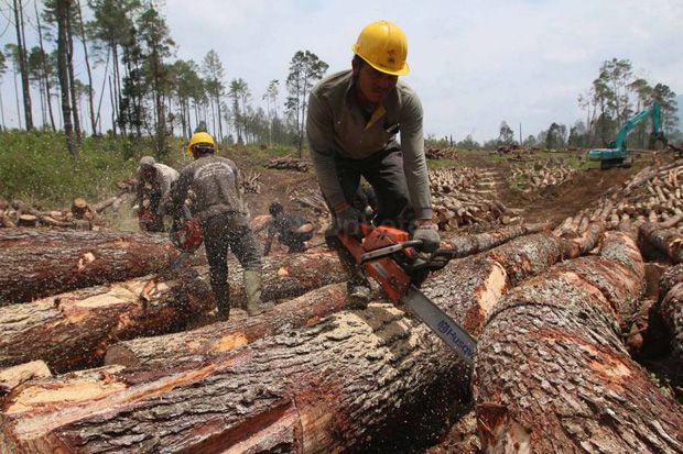 Deforestasi Mengancam...