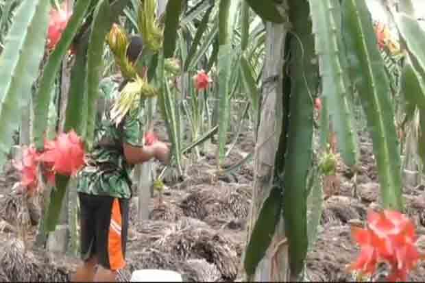 Agro Wisata Buah Naga,...