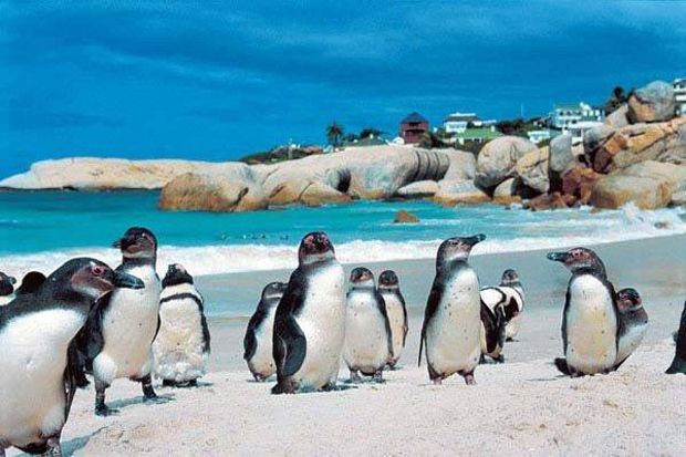 Penguin Seukuran Manusia...