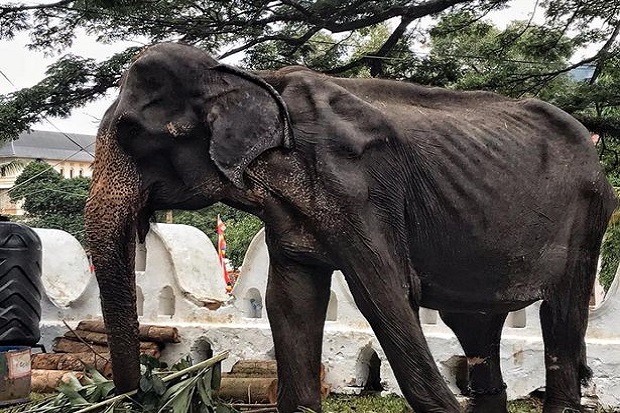 Gajah Kelaparan Ini...