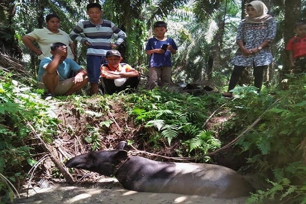 Tapir Terjebak Kubangan...