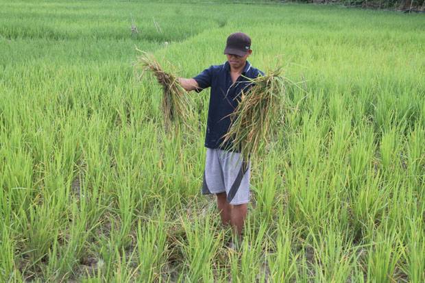 Petani Padi Serasi Siap...