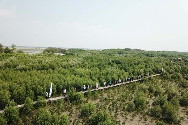 Hutan Mangrove Pasir...