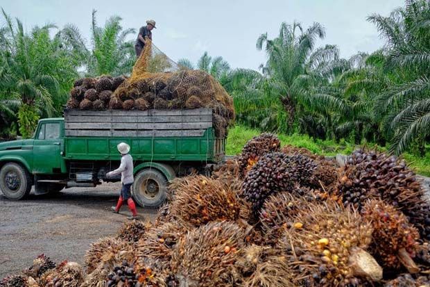 Palm Kernel Asal Luwu...