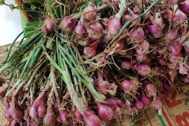 Tidak Benar Harga Bawang...