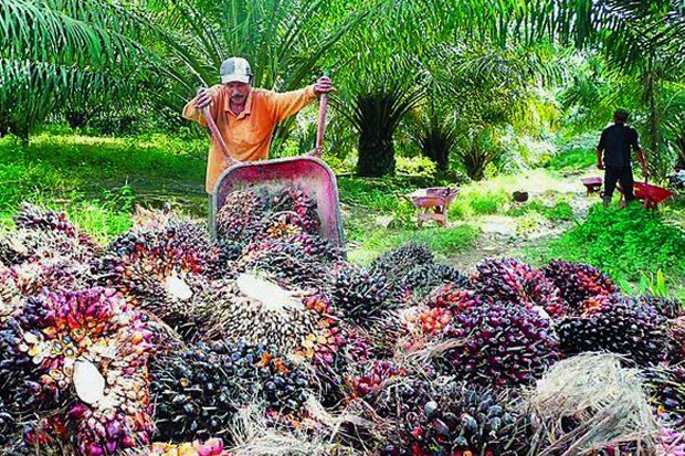 Sawit Mampu Gerakkan...