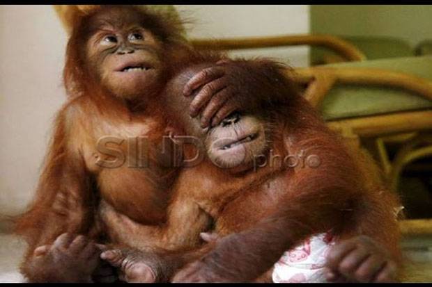 2 Orangutan Sitaan dari...