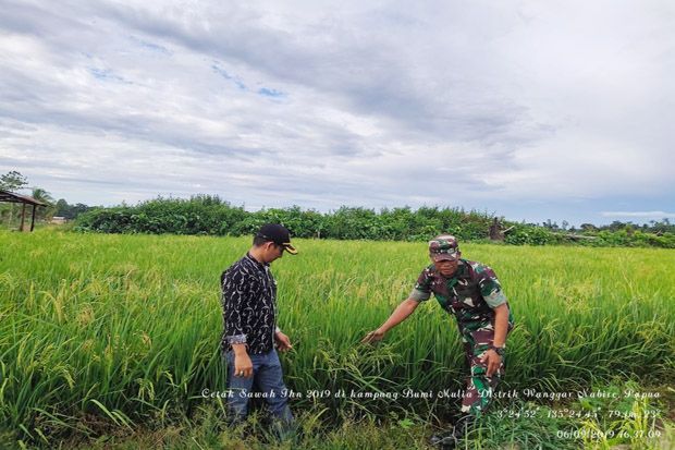 Cetak Sawah di Nabire,...