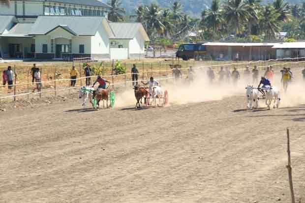 Lomba Karapan Sapi Warnai...