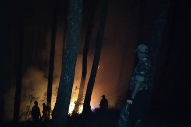 Api Lahap Hutan Pinus...