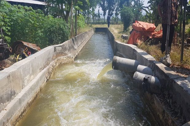 Pompanisasi Sungai Bengawan...