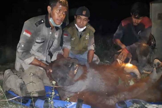 Terjebak Karhutla, Orangutan...