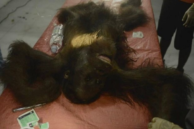 Kejam, Orangutan Kalimatan...