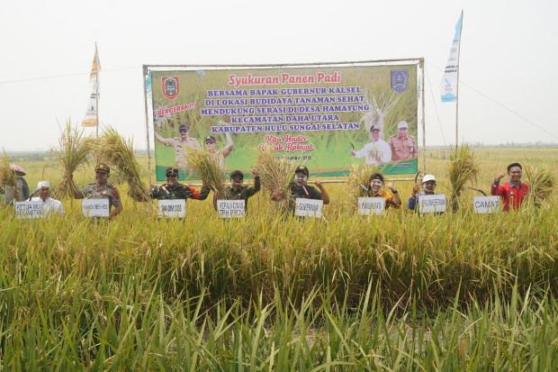 Panen Padi di Nagara,...