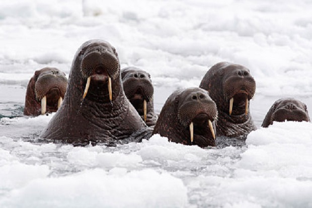 Seekor Walrus Tenggelamkan...