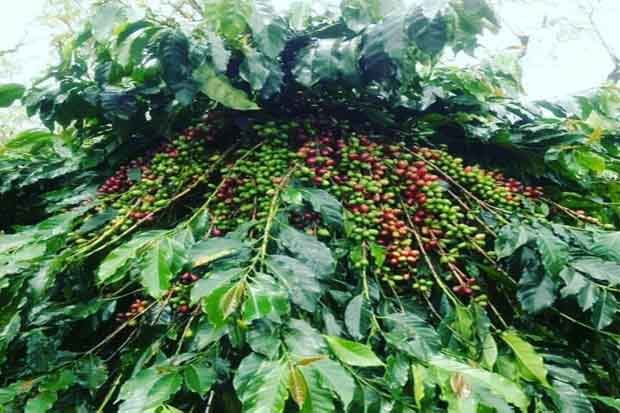 Kopi Kerinci, Mendunia...