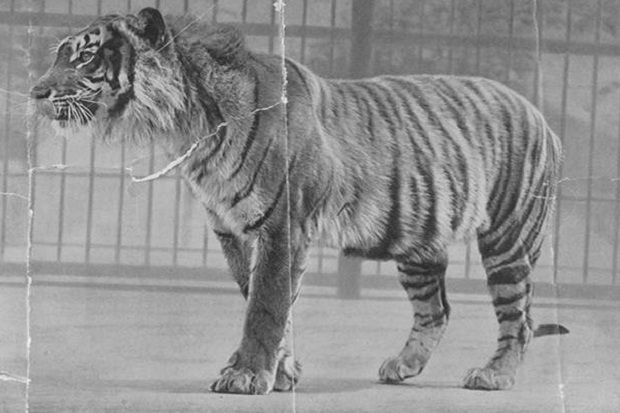 Harimau Turun Gunung...