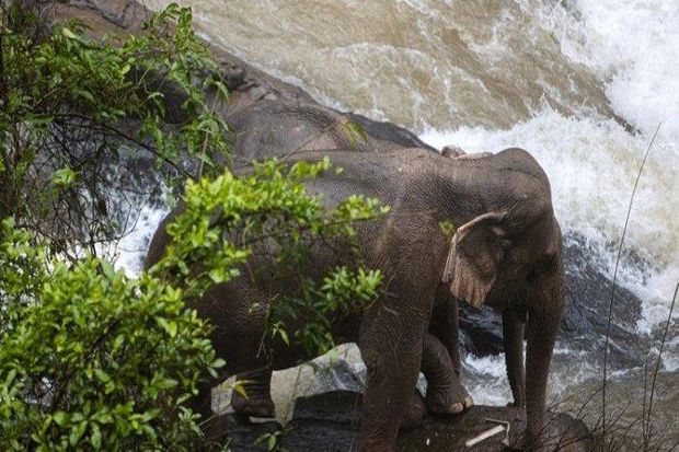 Bantu Anaknya, 11 Gajah...